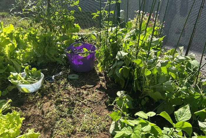 Joan's Garden - Making Calm from Chaos