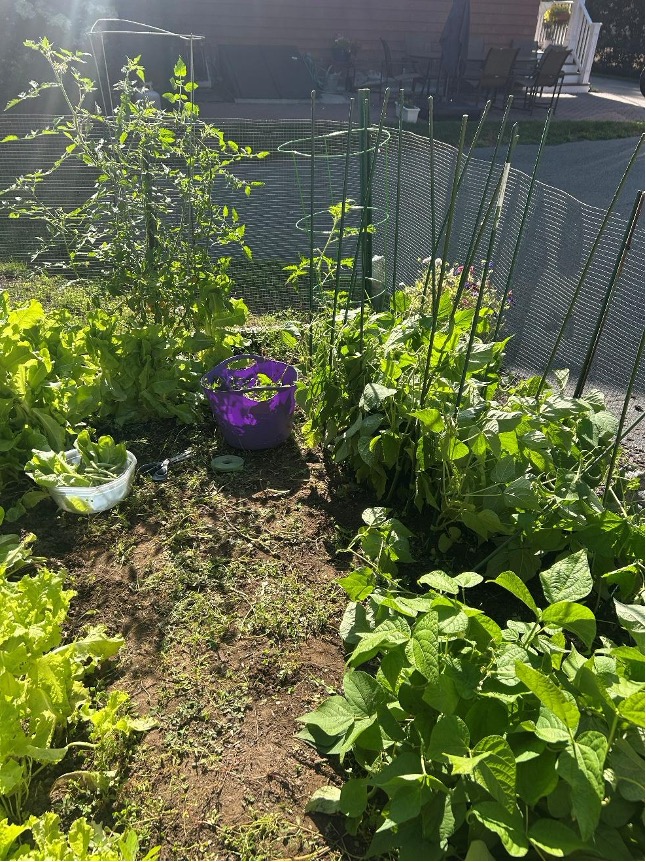 Making Calm from Chaos - Joan harris, Symphony Care Management